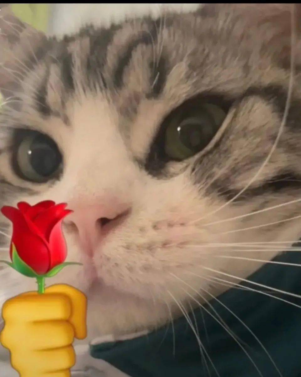 猫猫拿玫瑰花表情包 侵权 网络 猫猫