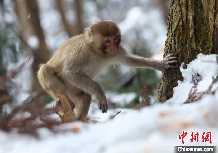 云雾|雪后初霁 张家界黄石寨美景如画