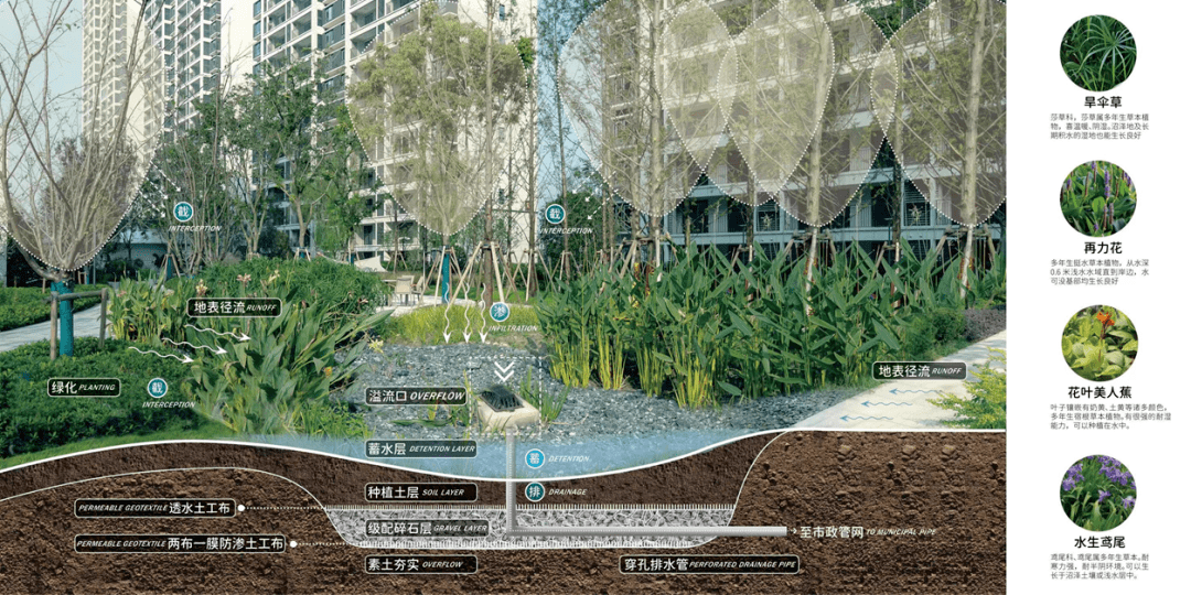 丛林之下萤来美好2021江苏旭辉社区海绵实践分享