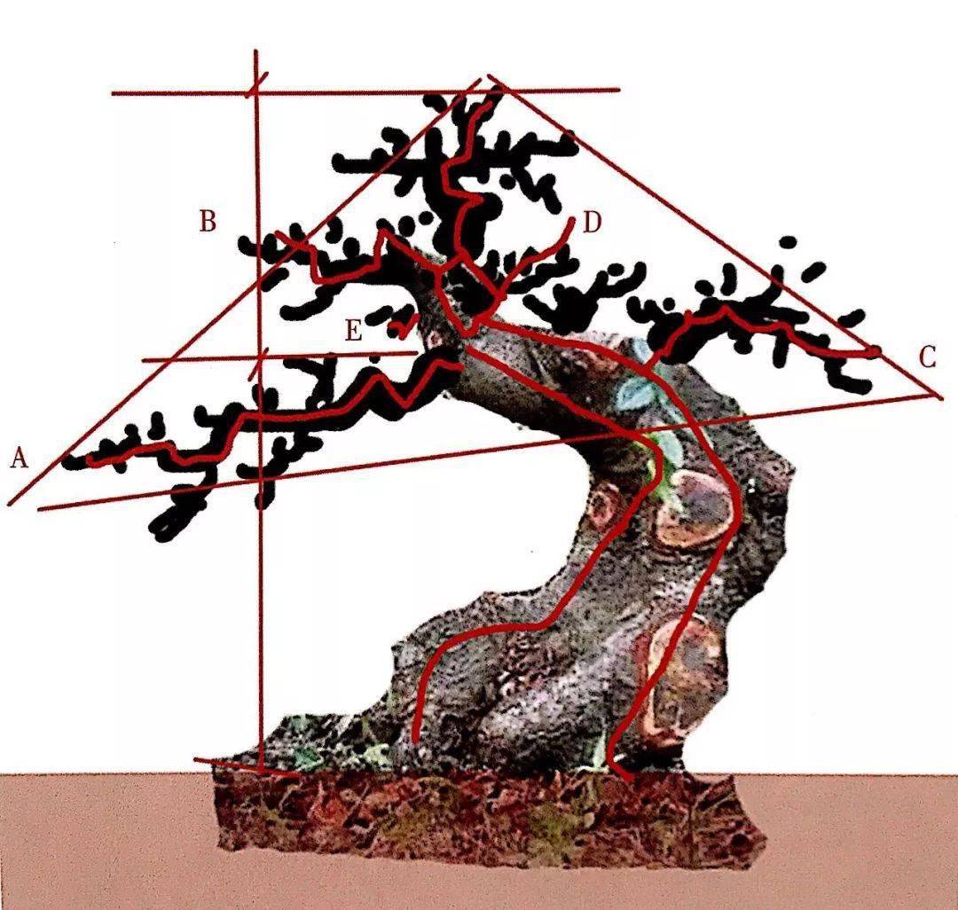 6株桩材绘制盆景设计图曲干式盆景经典造型模版一网打尽