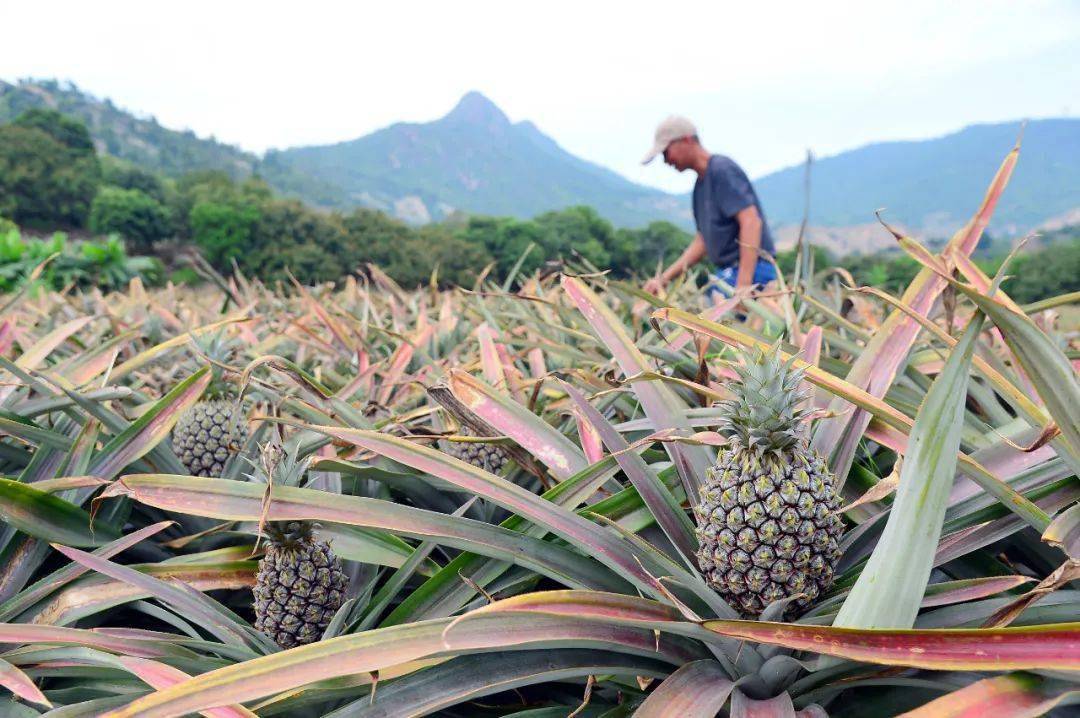 神湾,一个令人神往的地方_郭文海_发展_菠萝