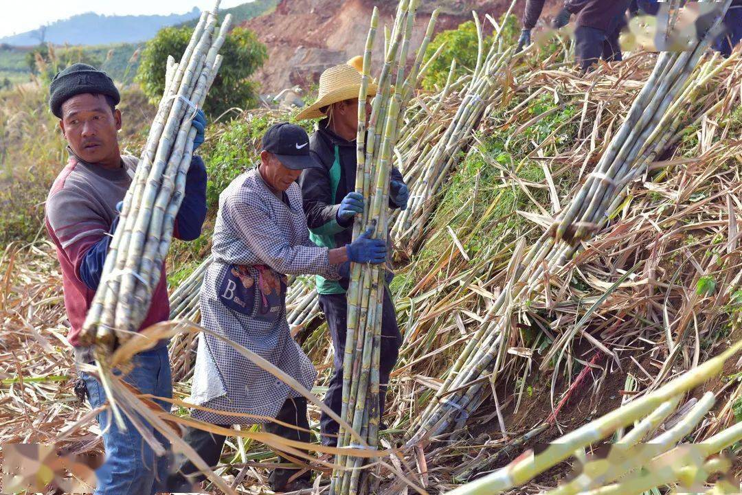 【新春走基層】紅河縣:甘蔗豐產日子甜_種植_公司_李共