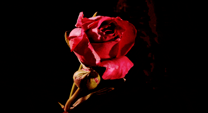 香气寻香 | 人间理想：把富贵穿在身上！