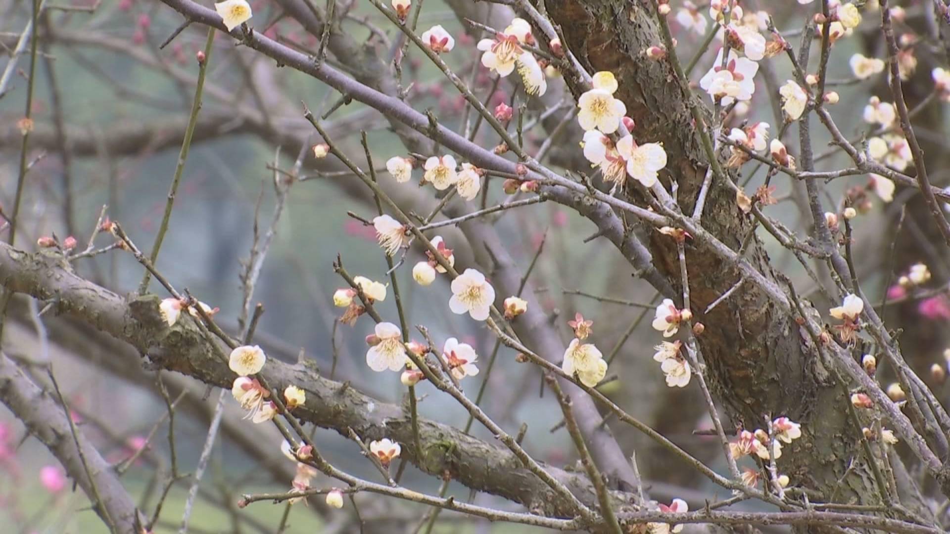 凤凰沟梅花节图片