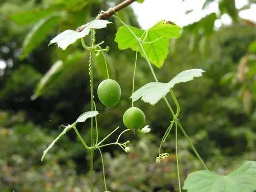 常见一种植物,名字叫老鼠拉冬瓜,还可以治疗很多病