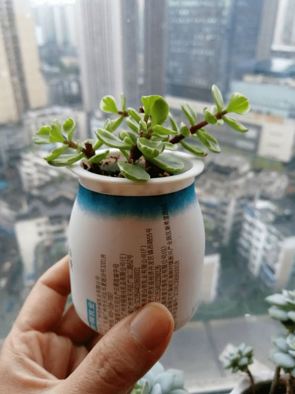 用什么做花肥好 ba1a3c4348134b4d9f1b889570cafacc.png