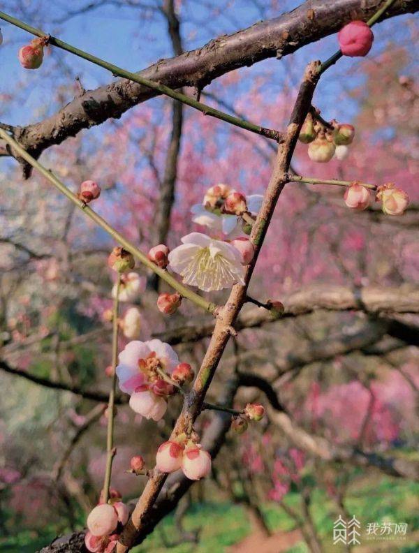 年味|五虎迎春·嬉戏虎｜春节假期 江苏各地景区年味足人气旺