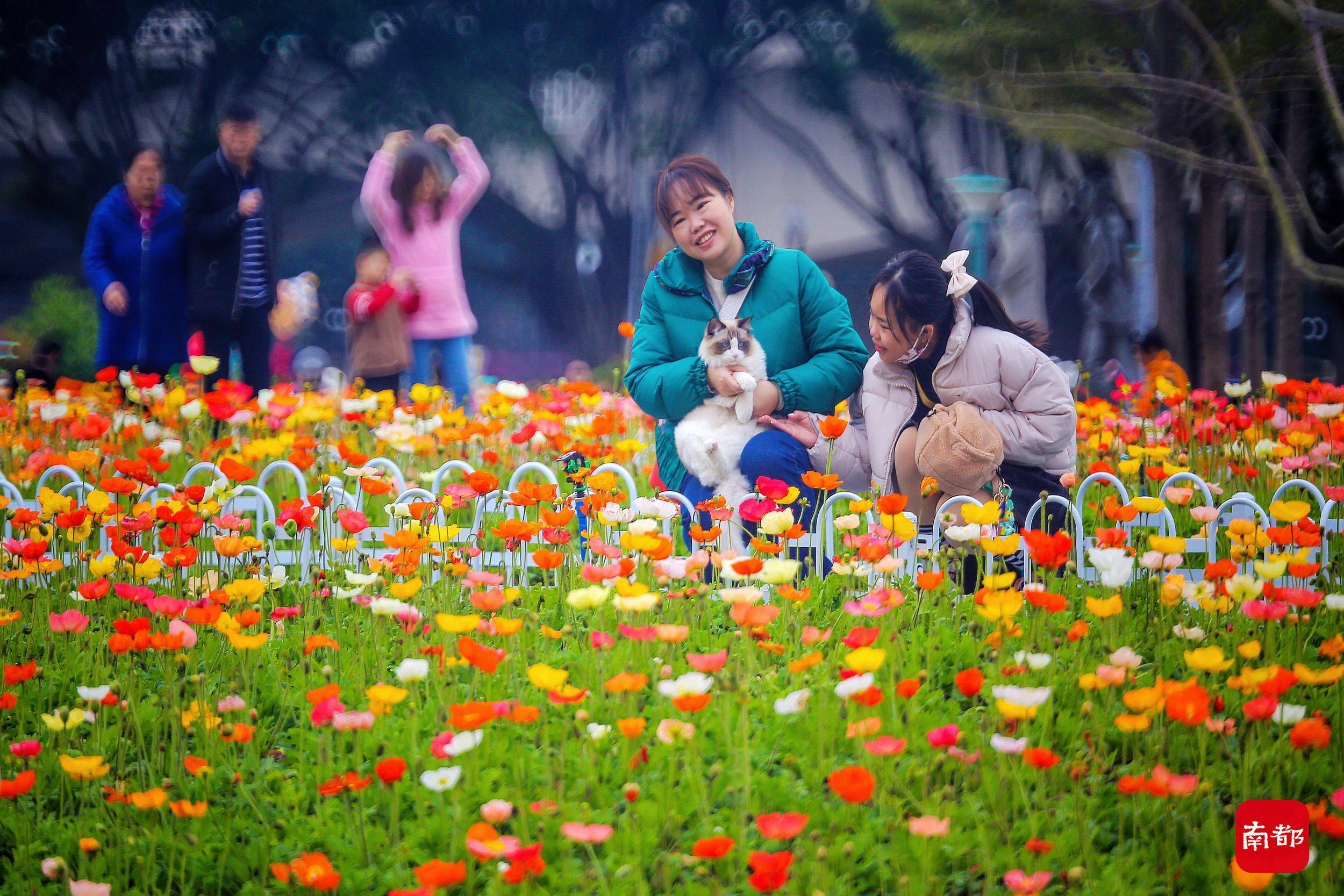 广州|图集：春节已到尾期，广州这片壮美的“桃花源”你去了吗？