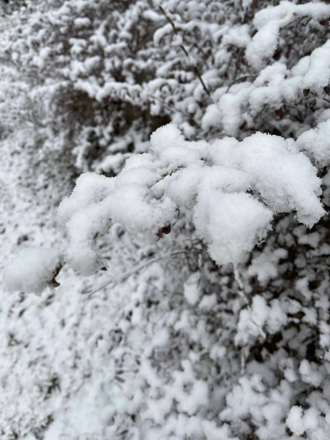 淮安下雪图片