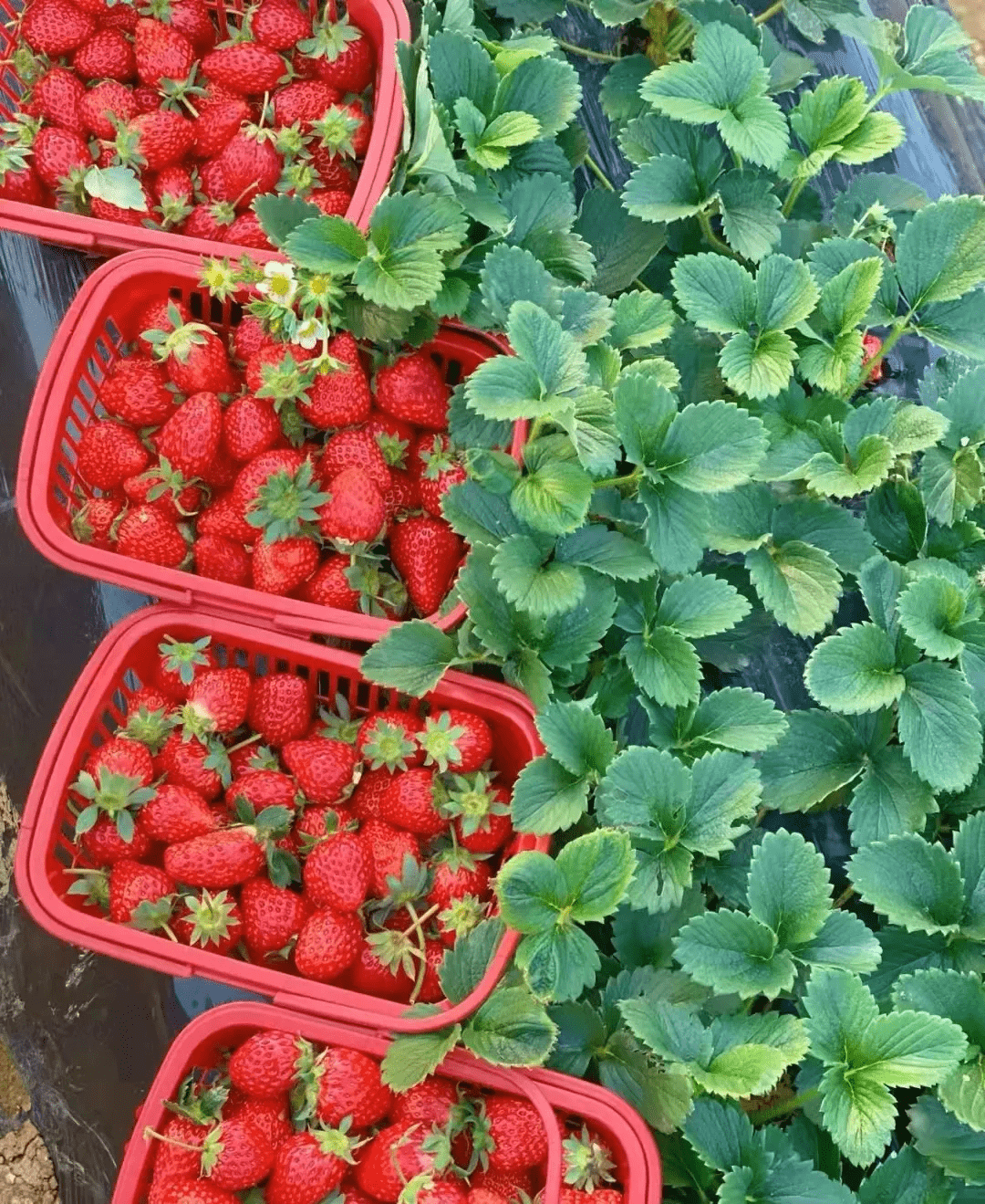 乐乐草莓采摘园图片