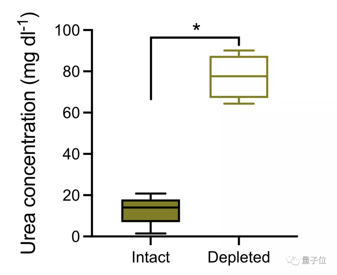 冬眠动物克服肌肉萎缩靠的居然是肠子science