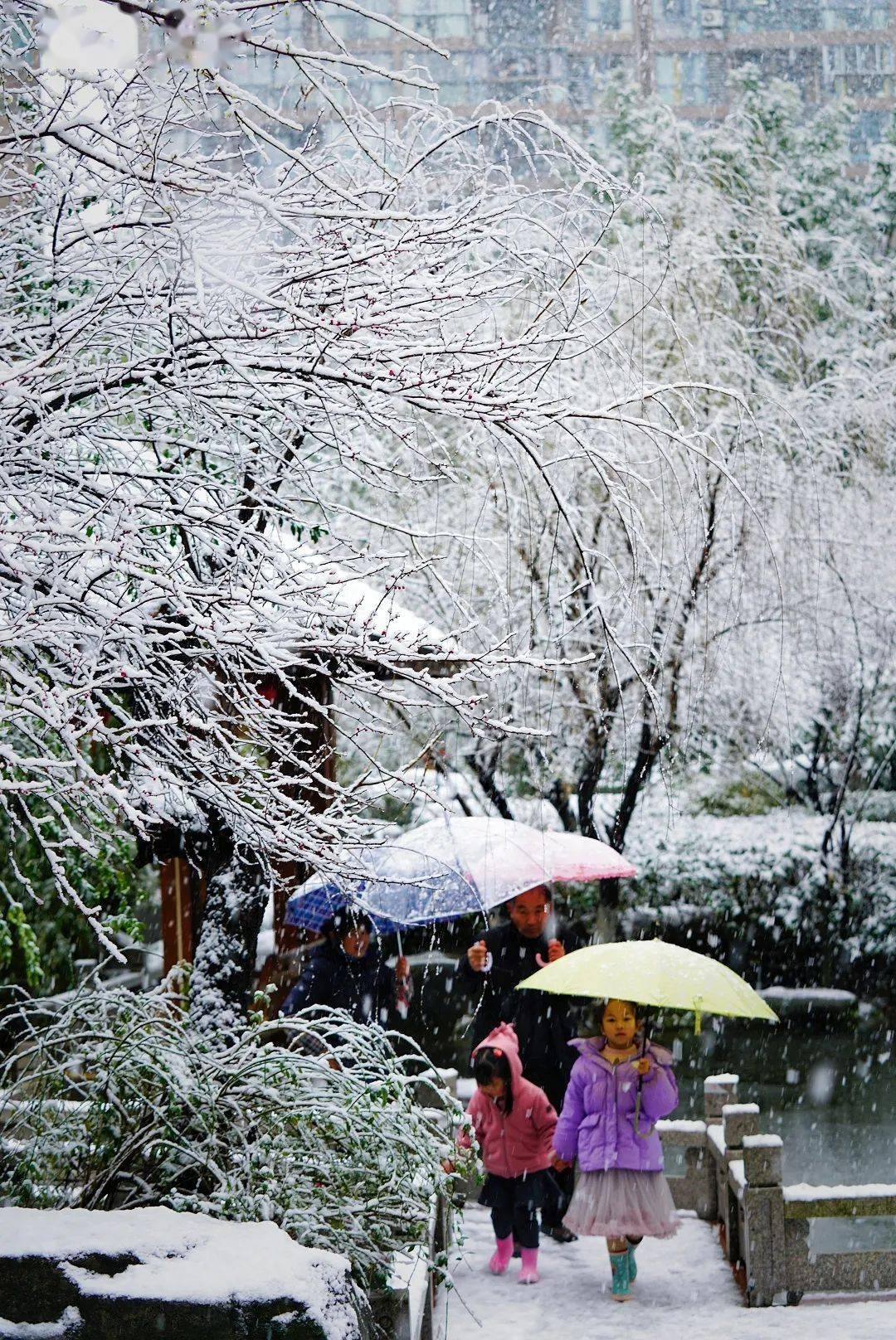 裝進了拱墅人的心間大家紛紛發朋友圈許下新年美好祝願:瑞雪兆豐年!