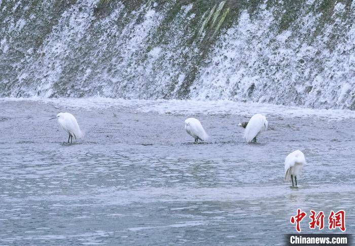 兴山|成群白鹭在三峡库区香溪河觅食嬉戏