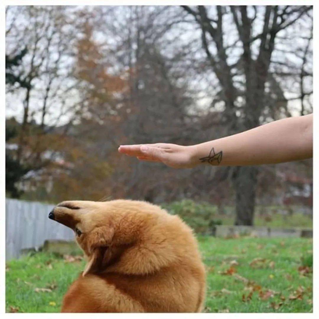 铲屎官想rua狗头心不死,继续伸出手尝试.没想到竟被无情拒绝了.