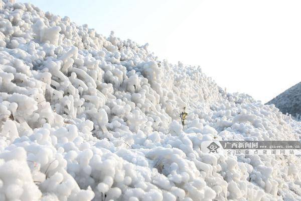 新闻网|广西这个地方现绝美雪景 宛如童话世界