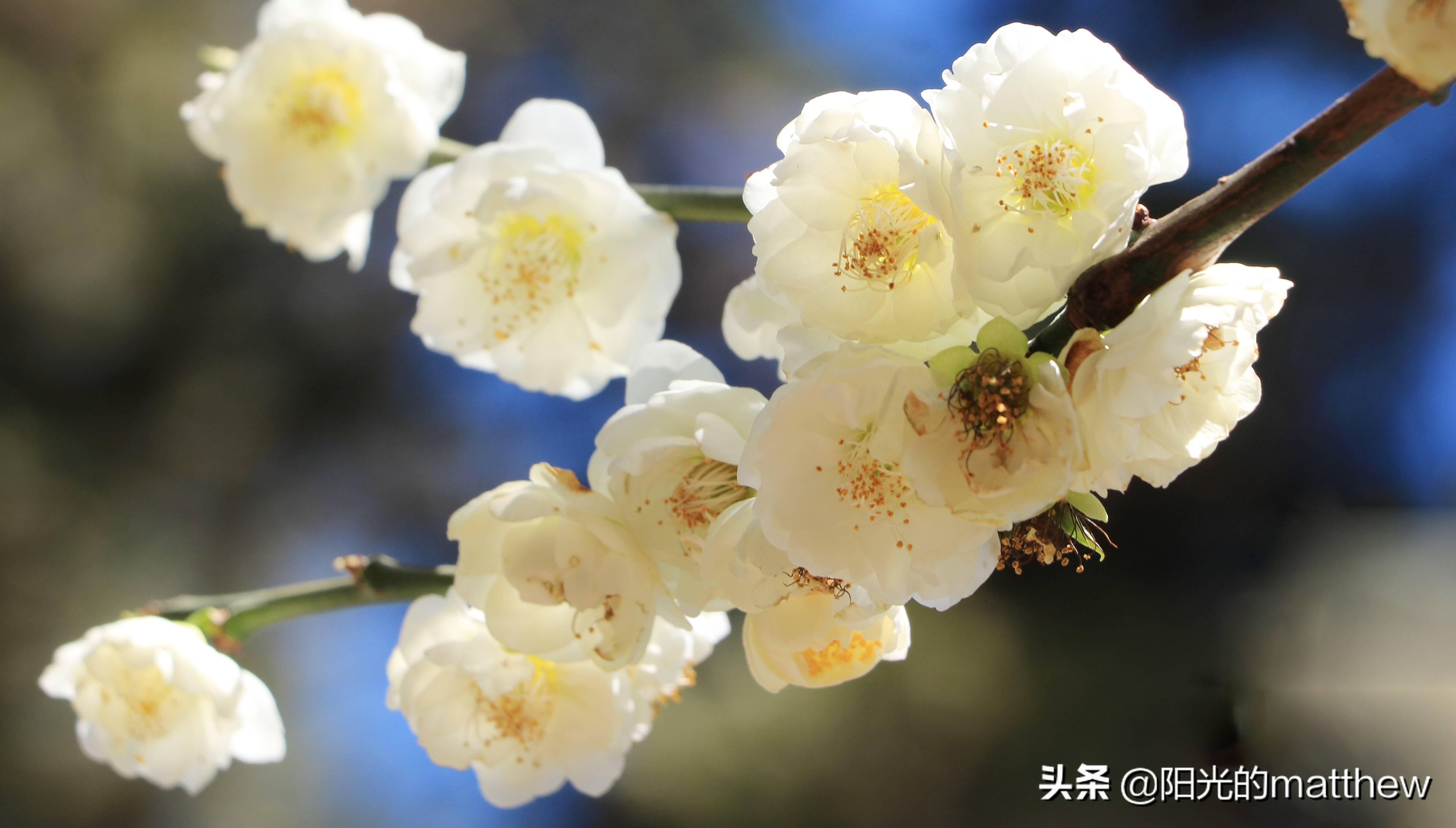 大年初七走進昆明大觀樓迎春花綻放這邊風景獨好