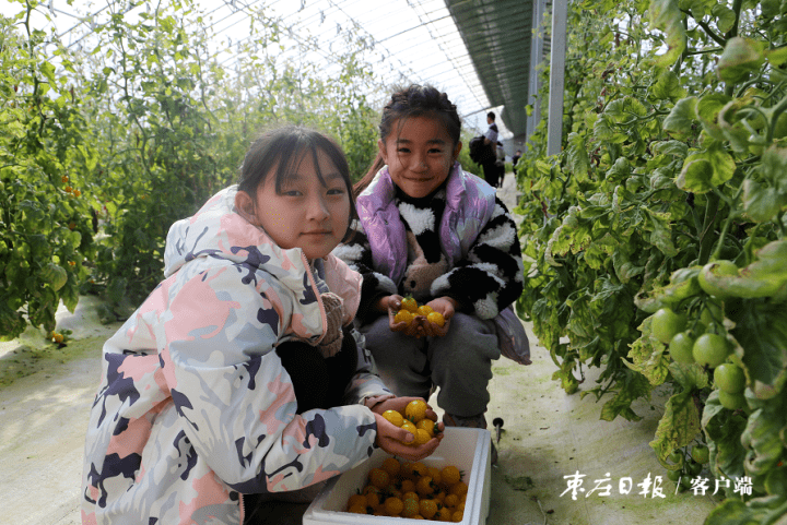 草莓正当时 春节采摘忙