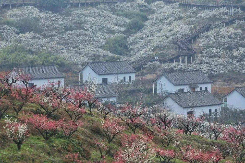 千亩梅园,花开成海,来原乡小镇赏梅,逛文创市集,品美食…