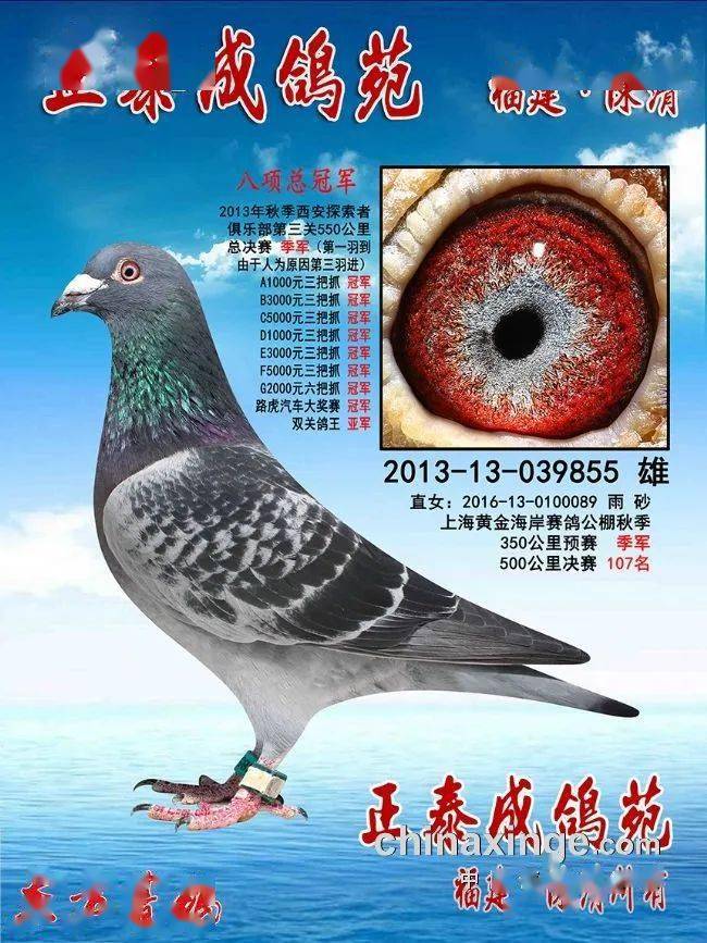 正泰成鸽苑 老字号放光芒——福建名家陈清随记_鸽子_种鸽_东方