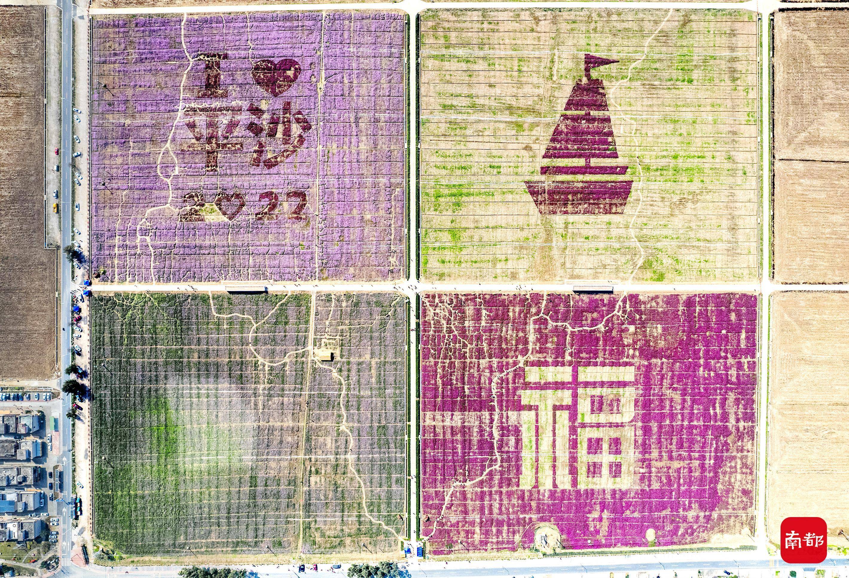 花海|珠海美丽乡村花海绽放，巨幅稻田画里送祝福