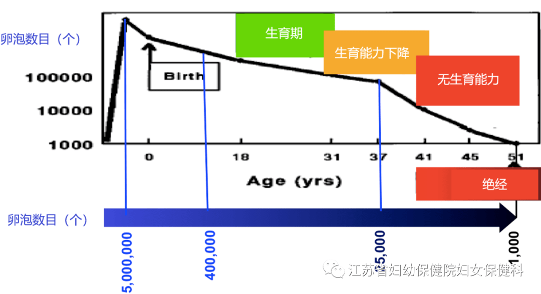 卵巢|女性如何评估自己的卵巢功能？