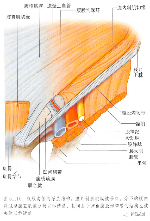 解剖丨腹部与盆部,腹前壁~_结构_内容_总体