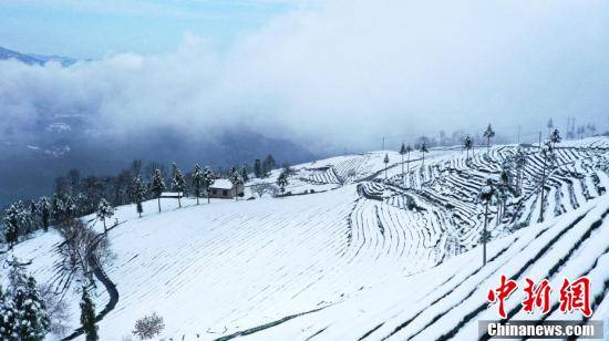 渔洋关镇|雪后湖北五峰茶园宛若童话世界