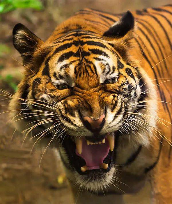 砚外之艺虎年看虎谁最威武