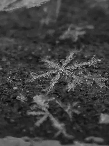 六瓣雪的情怀你感受到了吗