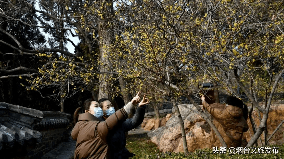 花为|等一个人，陪我去蓬莱阁闻香！