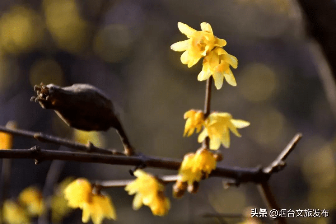 花为|等一个人，陪我去蓬莱阁闻香！