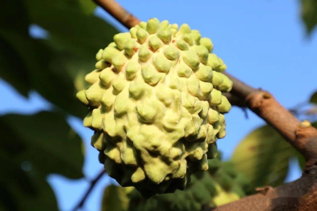 树上长出冰淇淋元江刚好有来摘啊