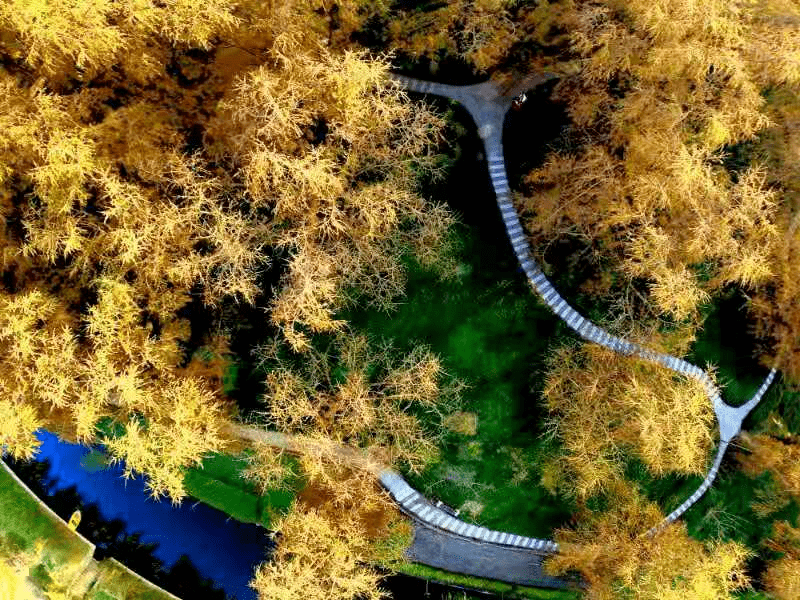 泰美丽碳汇林生态空间保护区域有哪些种类