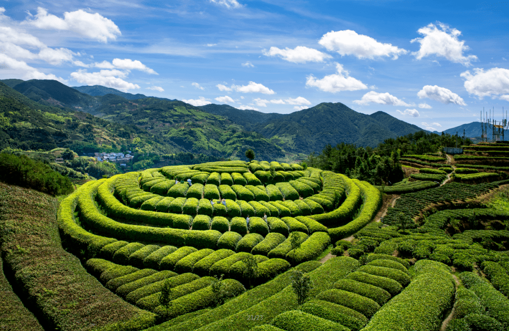 之乡福建柘荣——悠久茶史,孕育独具特色的"高山白茶"_茶叶_中国_茶园