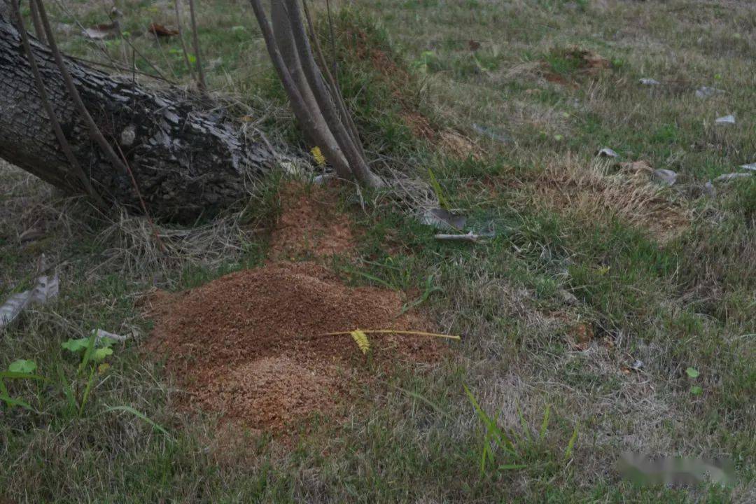 注意市文化广场出现大量红火蚁密密麻麻