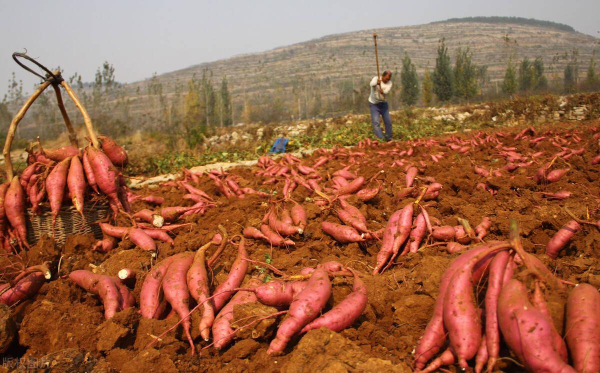 红薯种植必看的4个知识点做到这几点红薯想不高产都难