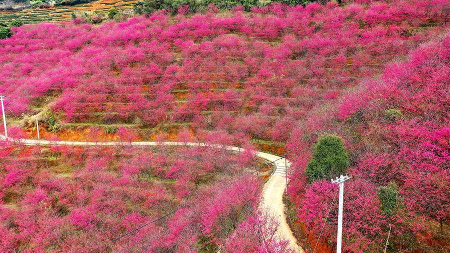 粉色|福建华安：樱花烂漫迎客来