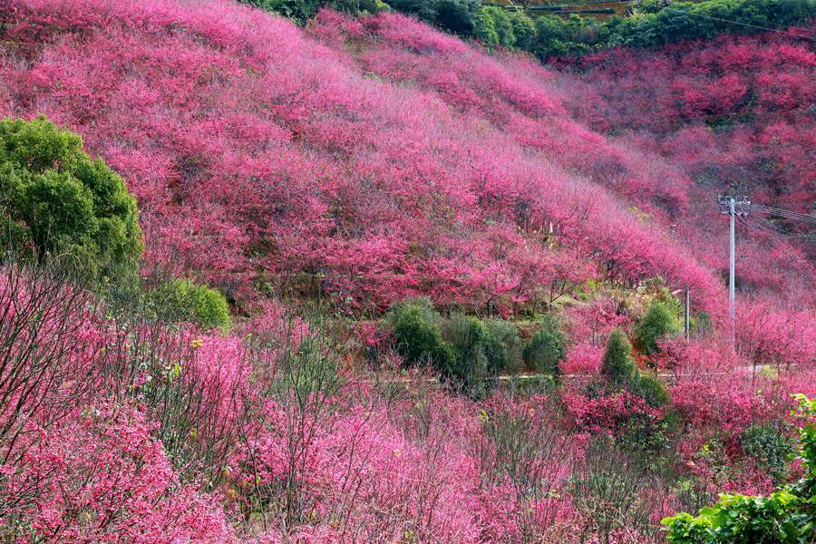 粉色|福建华安：樱花烂漫迎客来