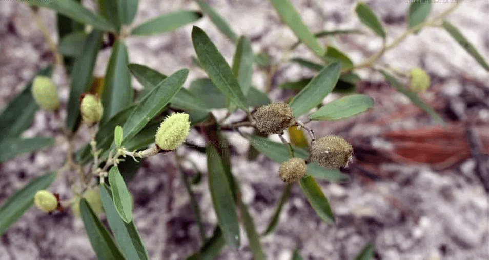 山芝麻草药功效图片图片