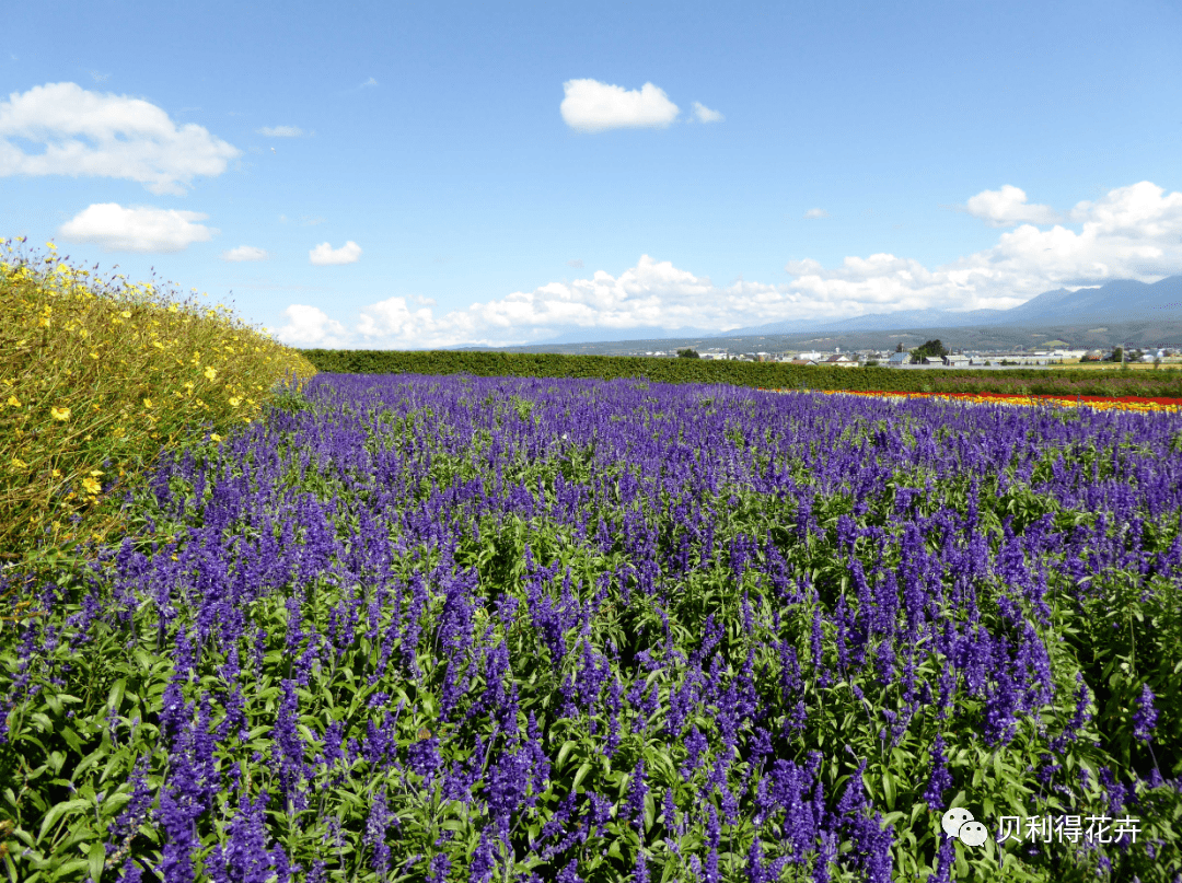 鼠尾草花田柳叶马鞭草花海矮生马鞭草 桑托斯花毛茛花海多品种组合