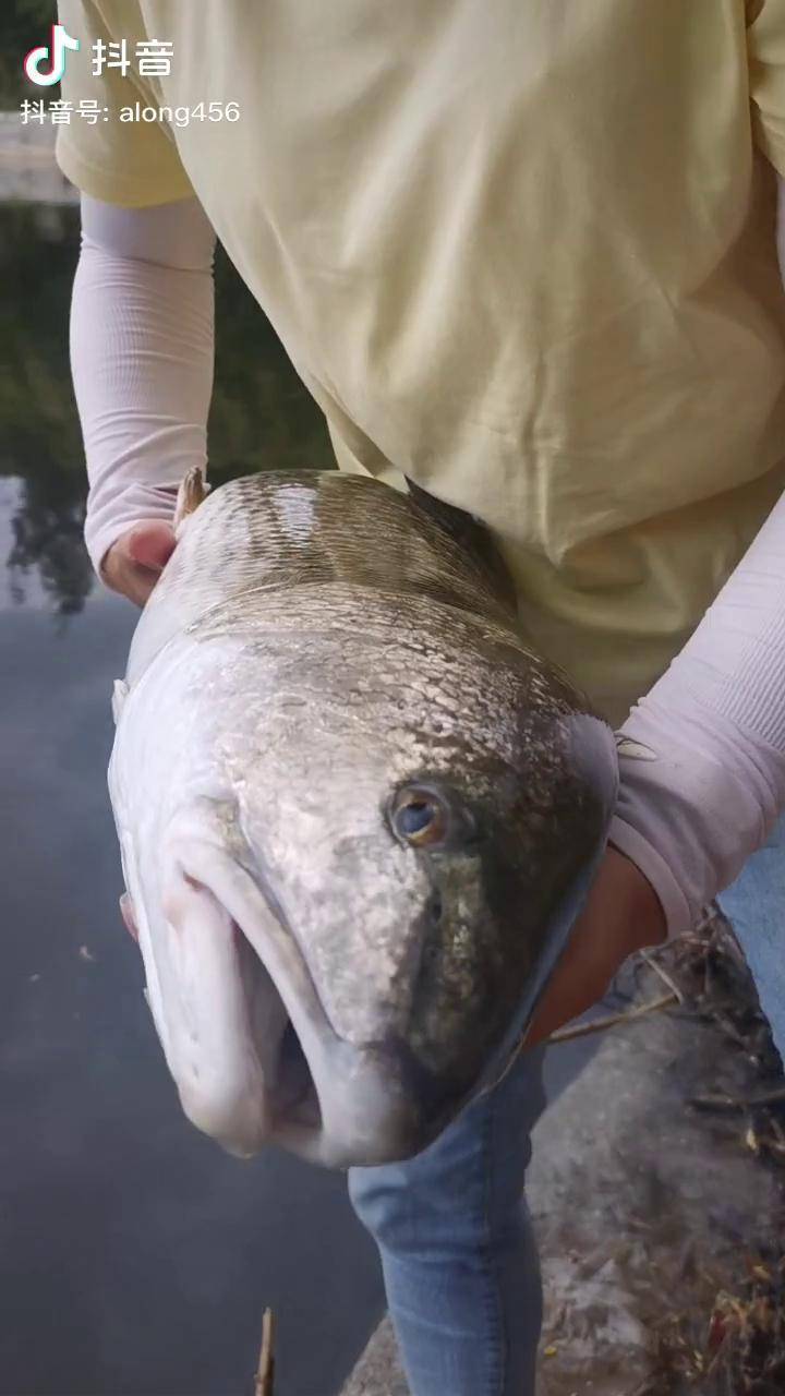 鱼太小了放流施剑龙路亚美好根本拦不住