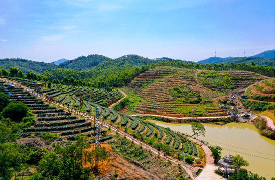 廉江呢两个镇上榜啦!_种植_长山镇_茶叶