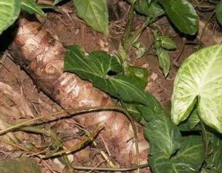 野山芋曼陀罗又称疯茄儿,其花称洋金花,是常用的中药之一.