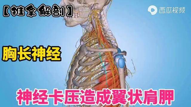胸长神经卡压造成翼状肩胛推拿解剖