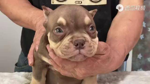 恶霸犬家庭伴侣犬美国恶霸犬悠哥说恶霸红三色恶霸犬