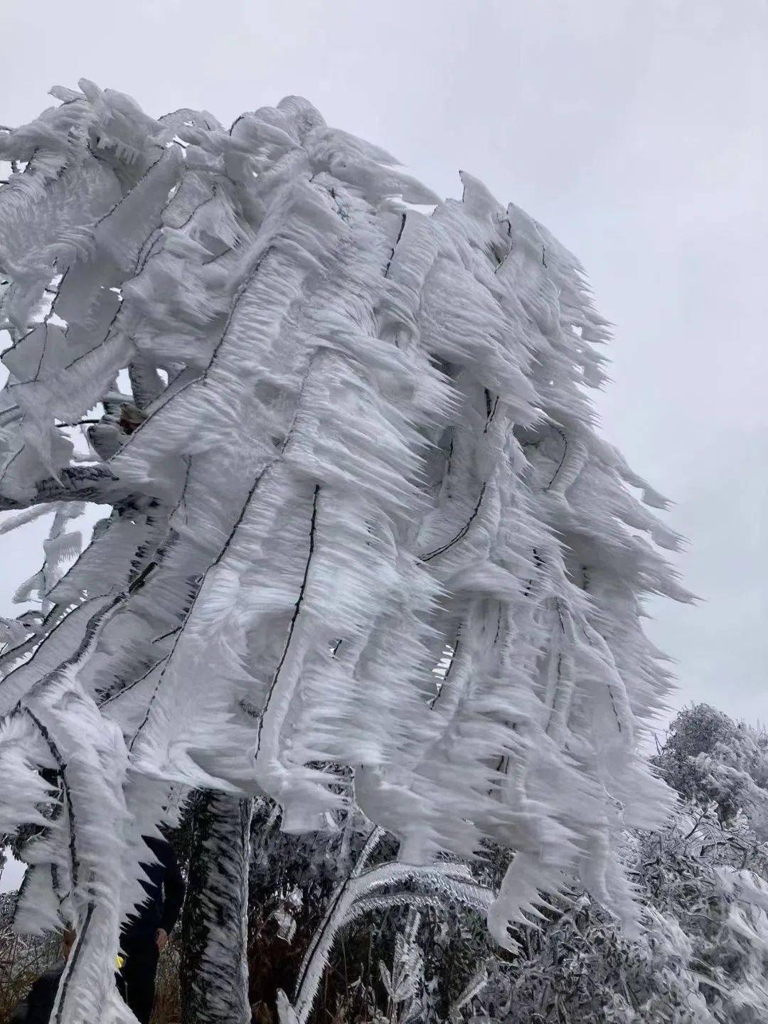 白竺青草湖雪景图片