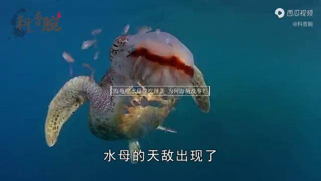 水母的天敌出现了吃水母像吃辣条一样一口吃掉一只