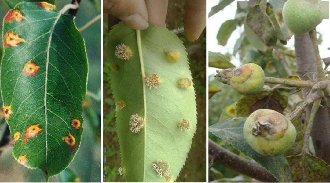 植保梨树春季防治病虫害咋用药