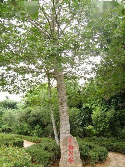 巴尔沙木_西双版纳_树干