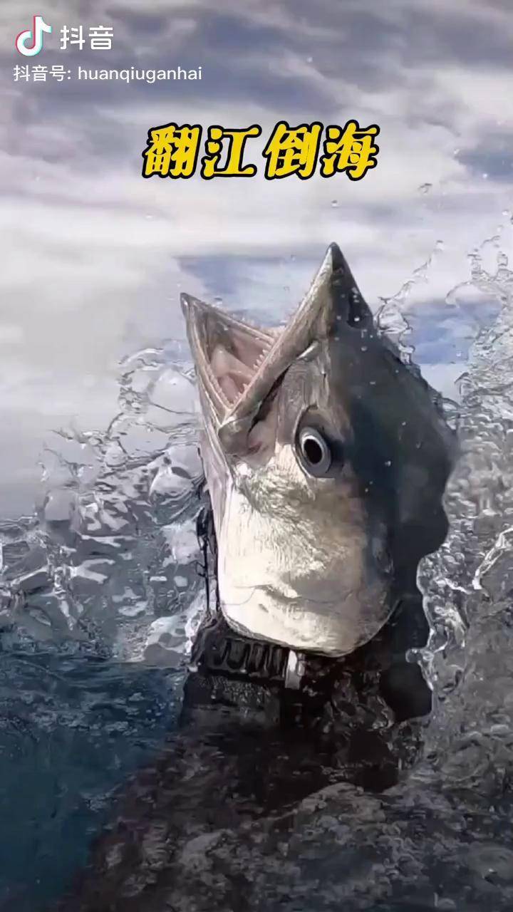 天天翻江倒海为了几条鱼也是拼了